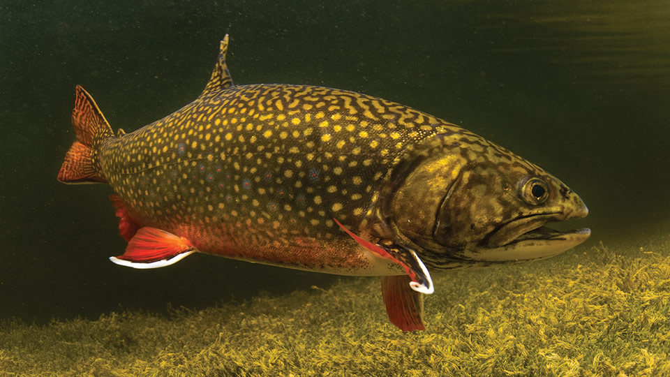 brook trout in water